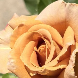 バラ 鉢植え,ばら バラ 薔薇,ハニーディジョン,玄関アプローチの画像