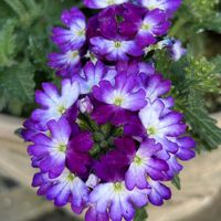 ノイバラ,宿根バーベナの画像