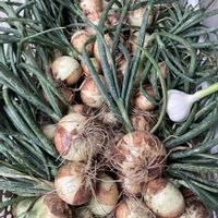 玉ねぎ,ニンニク,早生玉ねぎ,早生玉ねぎ,収穫の喜びの画像