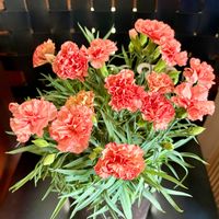 カーネーション,キンギョソウ,ヒメヒオウギ,ハタケニラの画像