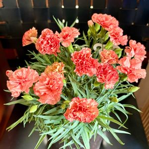 カーネーション,キンギョソウ,ヒメヒオウギ,ハタケニラの画像