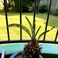 ソテツ,グリーンのある暮らし,剪定,ベランダの画像
