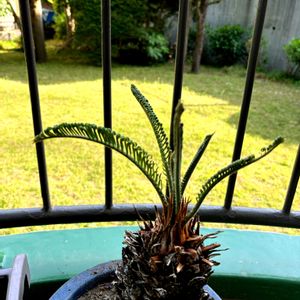 ソテツ,グリーンのある暮らし,剪定,ベランダの画像