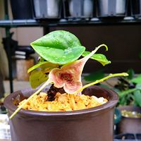 オナガカンアオイ,カンアオイ,オナガカンアオイ 酔竜,山野草,新潟県の画像