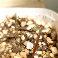 アネモネ,花のある暮らし,多肉のある暮らし,植物のある暮らし,多肉女子の画像