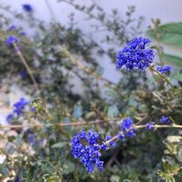 カリフォルニアライラック,セアノサスパープルピグメント,青い花,銅葉,ブルーガーデンの画像