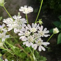 オルレア,お花,白い花の画像