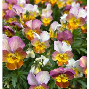 ビオラ,地植え,5月,庭の画像
