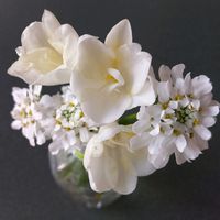イベリス,フリージア,仏花,潮来の画像
