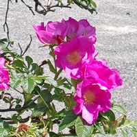 ハマナス,花のある暮らし,植中毒,花自慢,花中毒の画像