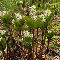 ヒトリシズカ,山野草,野草,多年草,北海道の画像