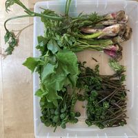 コゴミ,たらの芽,赤こごみ,ウド,クワダイの画像