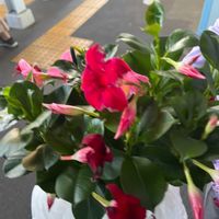 マンデビラの画像
