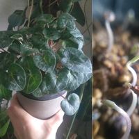 ガーデンシクラメン,植物のある暮らし,植中毒,ガーデンシクラメン実生,でけたしこ園芸の画像