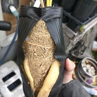 ソテツ,サイカス デバオエンシスの画像