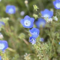 ネモフィラ,ネモフィラ,花言葉…どこでも成功,花言葉,お店の入り口の画像