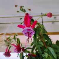 フクシア,種から,つぶやき,北海道,ありがとうの画像