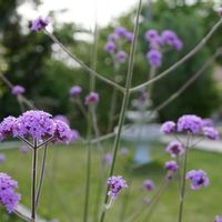 オリーブ,バラ,レモン,芝生,三尺 バーベナの画像