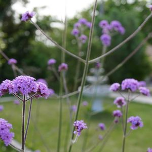 オリーブ,バラ,レモン,芝生,三尺 バーベナの画像