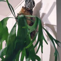 ビカクシダ,観葉植物,インドアグリーン,みどりのある暮らし,みどりに癒されるの画像