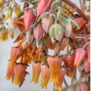 多肉の花,多肉花芽,多肉の花束の画像