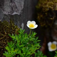 シラネアオイ,チングルマ,山野草,高山植物類,野鳥の画像