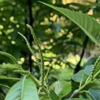 ポポー,モモ,クリ　ぽろたん,ネギ　さつき姫,家庭菜園の画像