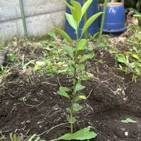 柚子,ヨウシュヤマゴボウ,柚子の芽の画像