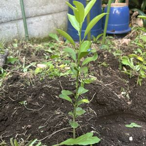柚子,ヨウシュヤマゴボウ,柚子の芽の画像