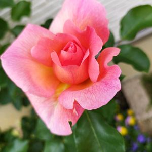 バラ,春の花,ザンブラ'93,地植え,ガーデニングの画像