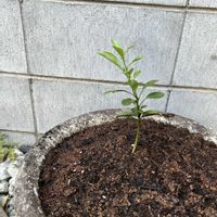柚子,植木鉢,柚子の芽の画像
