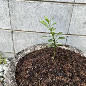 柚子,植木鉢,柚子の芽の画像