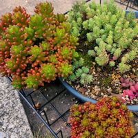 虹の玉,レッドベリー,多肉植物,多肉男子の画像