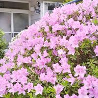 シラー,つつじ,花のある暮らし♡,おうち園芸,庭の画像
