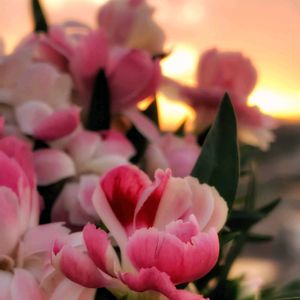 カーネーション,夕焼け,今日のお花,半分そら,雲仲間の画像