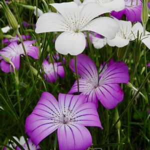 アグロステンマ,地植え,ガーデニング,花のある暮らし,小さな庭の画像