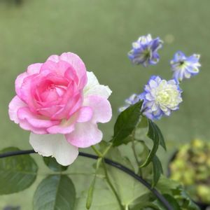 バラ,デルフィニウム,デルフィニウム　ボレロ,八重咲きデルフィニウム ボレロ,アダージョの画像