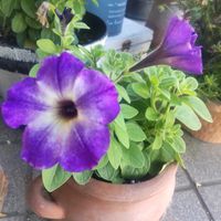 エキナセア,ナチュラルガーデン,癒される,花のある暮らし,サフィニア アートの画像