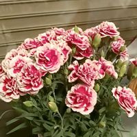 カーネーション,胡蝶蘭（こちょうらん）,リビング,ピンクのお花,お花大好き♡の画像