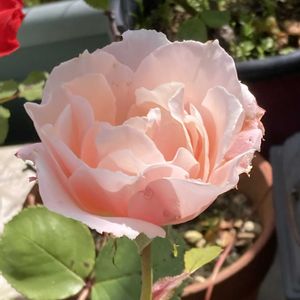 花のある暮らし,大好き♡︎ʾʾ,挿し木から成長,薔薇愛,上品な美しさ♡の画像