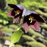クロユリ,クロユリ（黒百合）,お花は癒し,花が好き❤,☆携帯撮影☆の画像