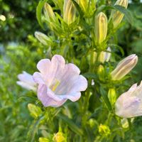 スカビオサ,スカビオサ,百日草,百日草,兜丸の画像