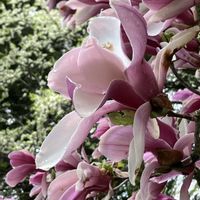 モクレン,シモクレン(紫木蓮),シモクレン(紫木蓮),癒し,はるが来た！の画像