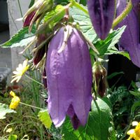 ホタルブクロ,多肉植物,山野草,収穫,生け花の画像