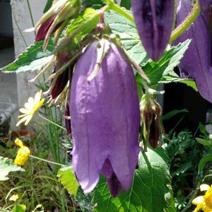 ホタルブクロ,多肉植物,山野草,収穫,生け花の画像