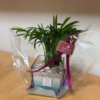 テーブルヤシ,観葉植物,母の日,癒しを求めての画像