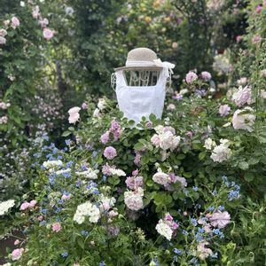 バラ,薔薇♪,イングリッシュガーデン,バラを楽しむ,バラのある暮らしの画像