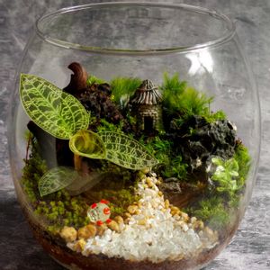 ジュエルオーキッド マコデスペトラ,観葉植物,テラリウム,ジュエルオーキッド,苔テラリウムの画像