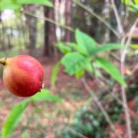 イチジク,イヌビワ,イヌビワの実,花柱,母の日の画像