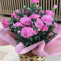 カーネーション,サイネリア,山野草,花のある暮らし,今日のお花の画像